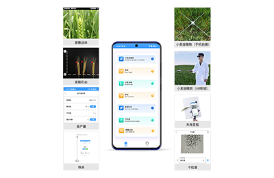 平凉市小麦表型测量仪IN-XM05